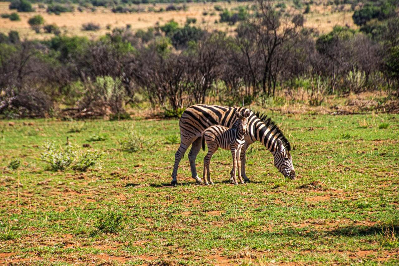 Tented Adventures Pilanesberg Esterno foto