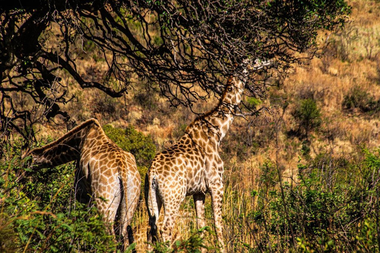 Tented Adventures Pilanesberg Esterno foto