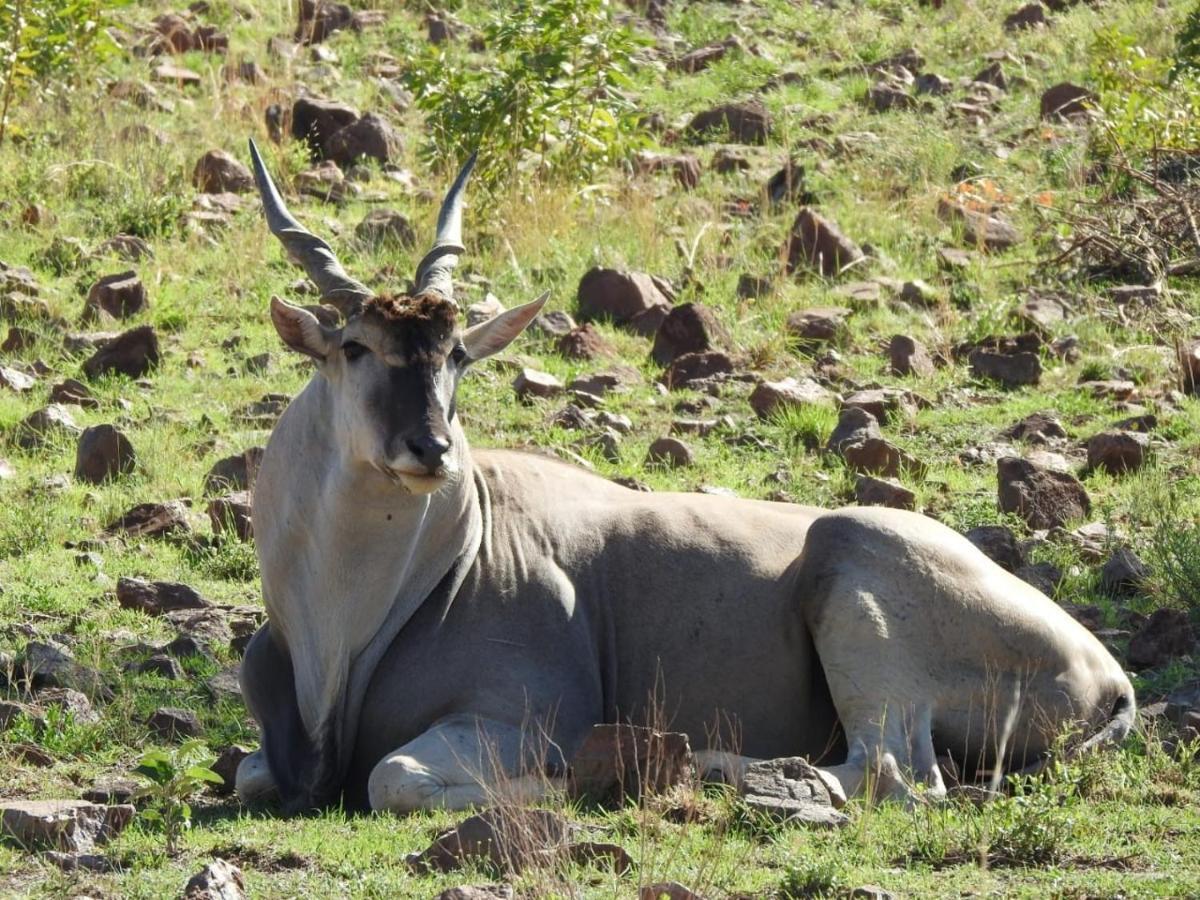 Tented Adventures Pilanesberg Esterno foto