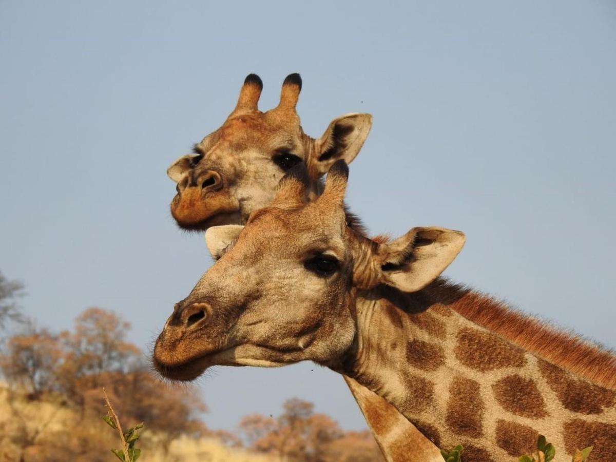 Tented Adventures Pilanesberg Esterno foto