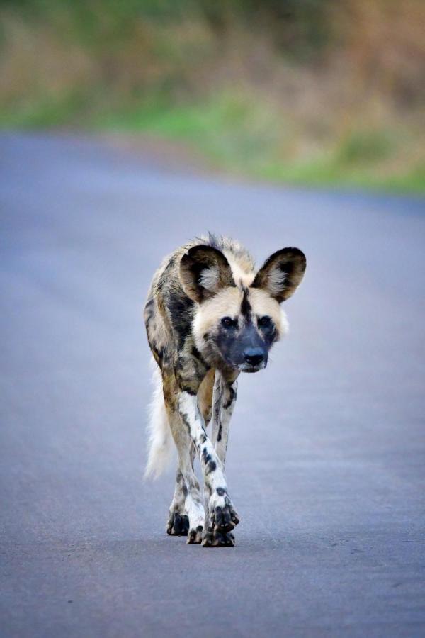 Tented Adventures Pilanesberg Esterno foto