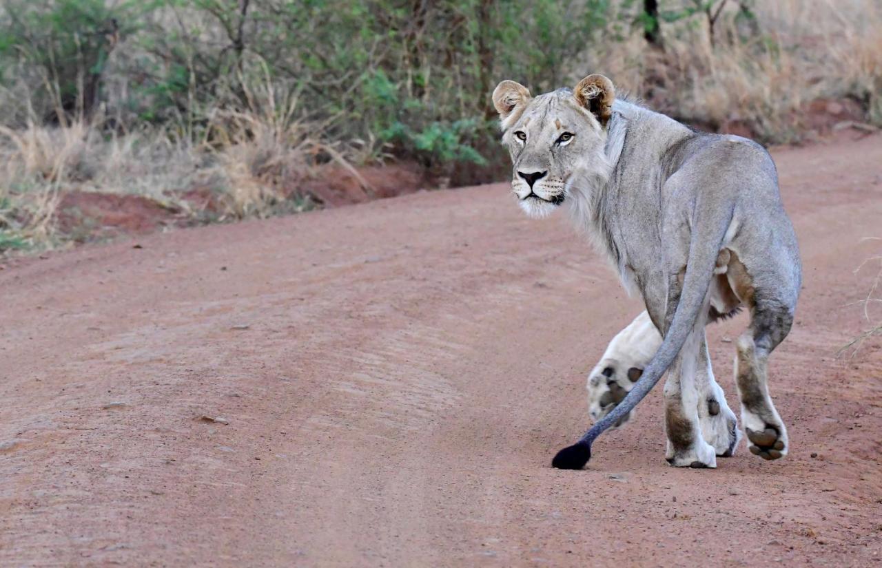 Tented Adventures Pilanesberg Esterno foto